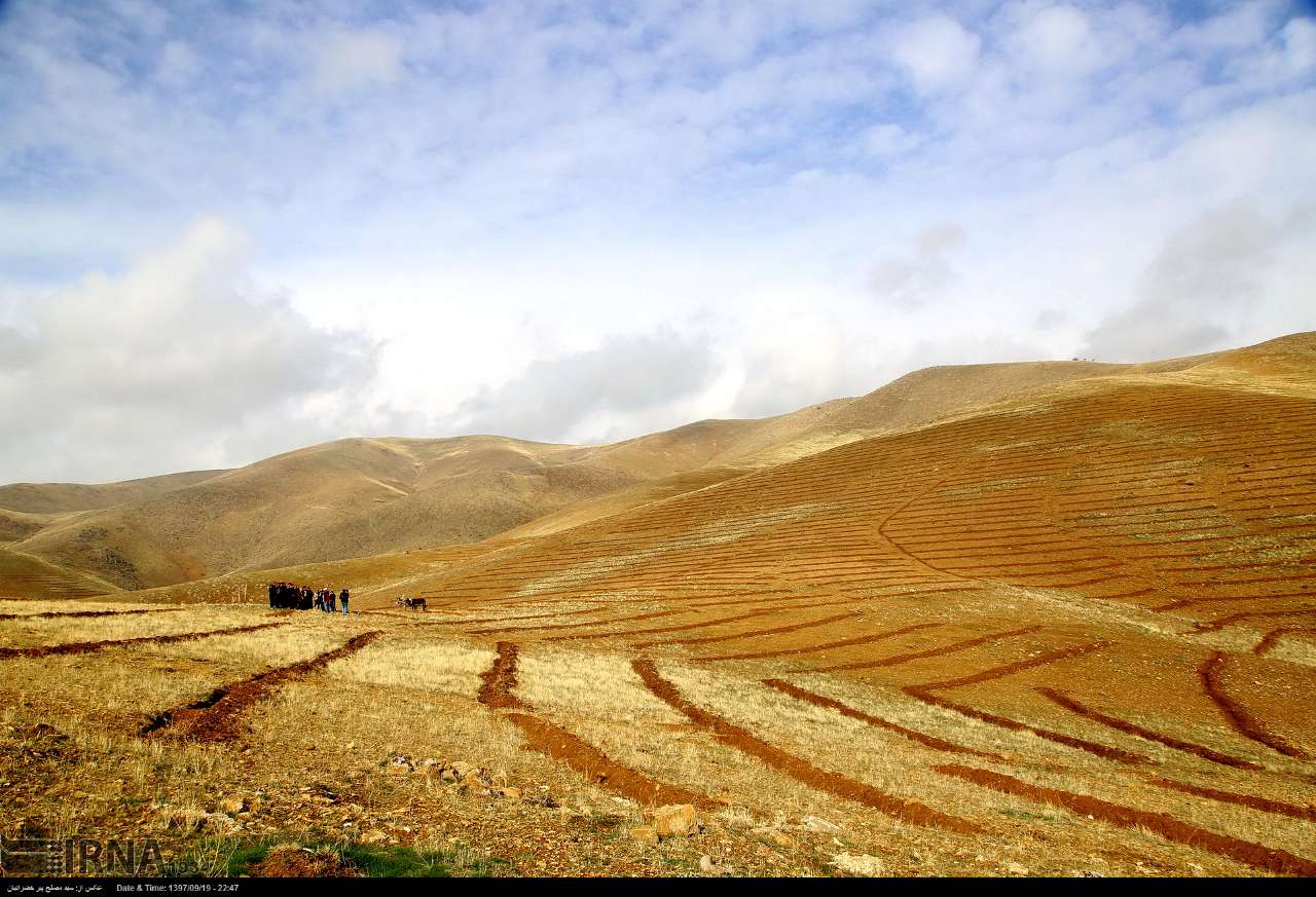 ۷۰ میلیارد ریال به اجرای طرح جهش تولید در دیمزارهای استان مرکزی اختصاص یافت