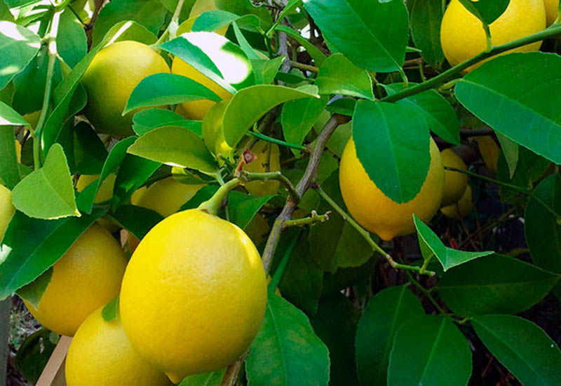 کشت گلخانه ای درخت لیمو ترش | ایده کسب وکار