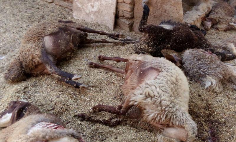 بيش از 70 رأس گوسفند در پره سر رضوانشهر دريده شدند