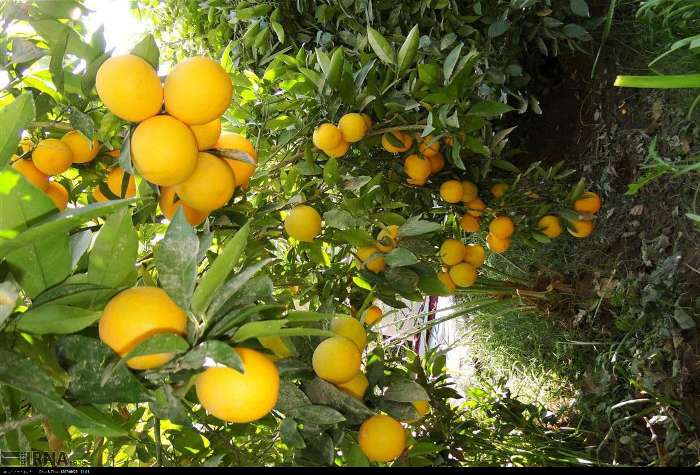 هشدار جهاد کشاورزی مازندران نسبت به کاشت نهال پرتقال تابستانه 