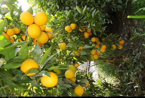 هشدار جهاد کشاورزی مازندران نسبت به کاشت نهال پرتقال تابستانه 