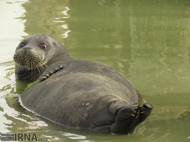 Caspian Seal on verge of extinction Caspian Seal on verge of extinction