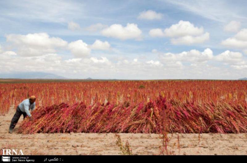 برداشت نخستین محصول كینوا از كشتزارهای خراسان شمالی آغاز شد