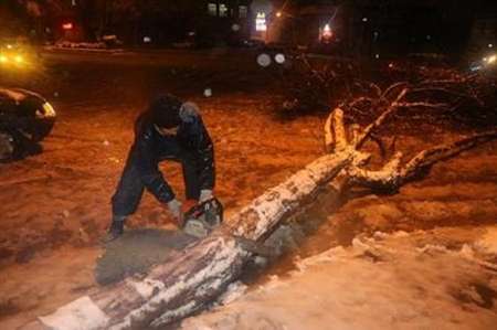 875 اصله درخت در سنندج قرباني بارش برف شد