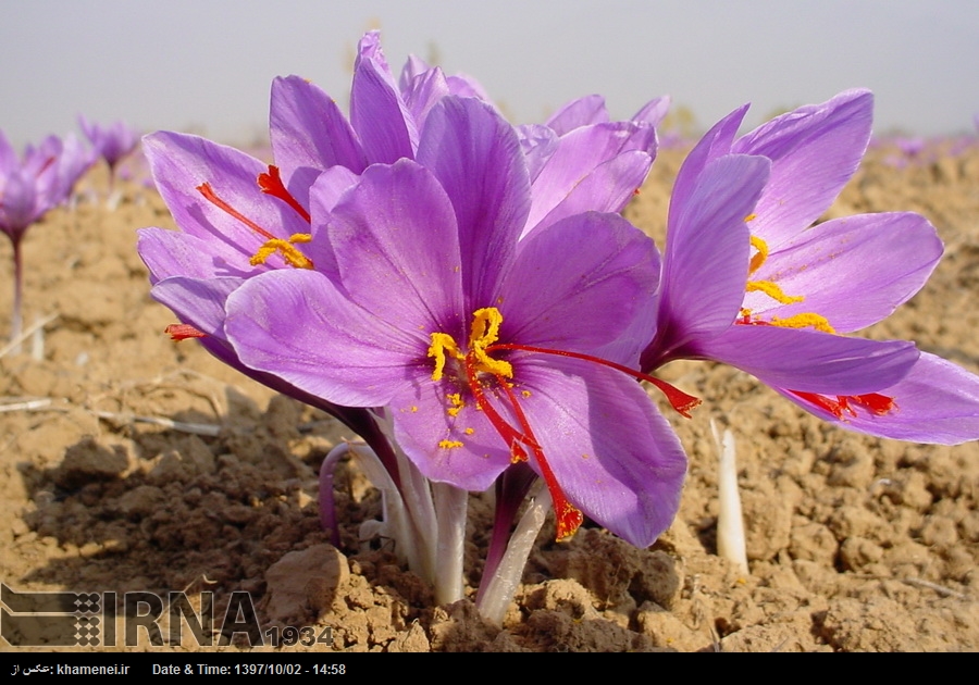 El azafrán iraní se suma a la lista del patrimonio agrícola mundial El azafrán iraní se suma a la lista del patrimonio agrícola mundial