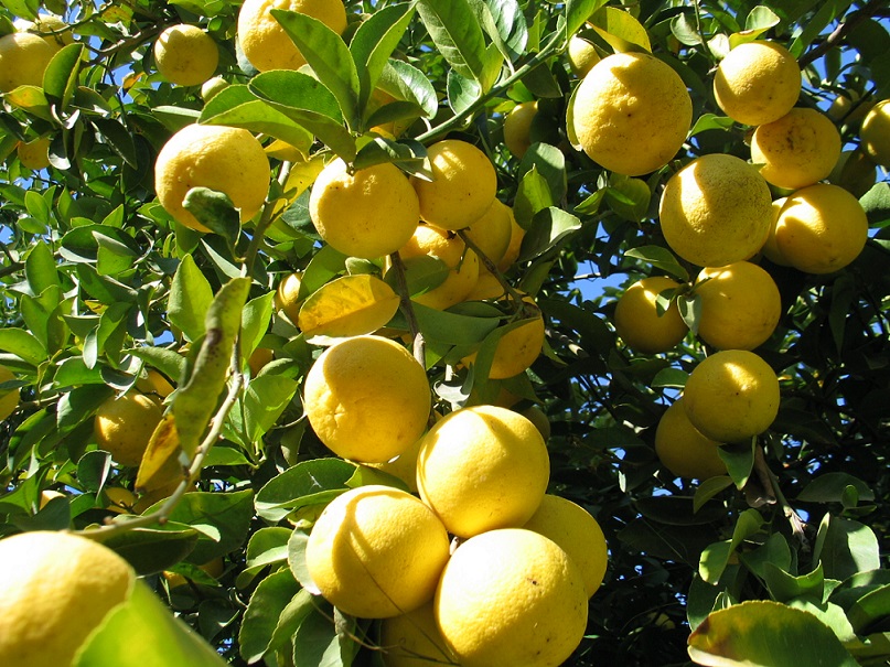 لیموشیرین جهرم در سبد میوه شب عید كشور قرار می گیرد
