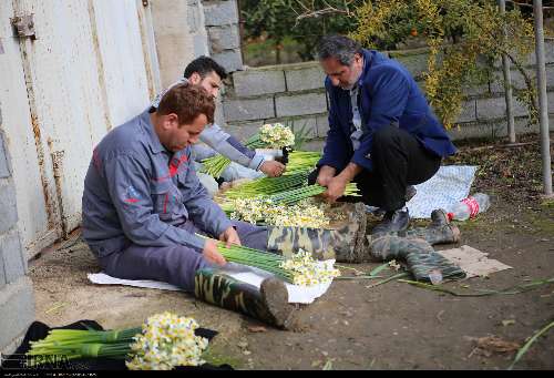 گرمی بازار گل فروشی با گل نرگس در تقاطع‌های مازندران 