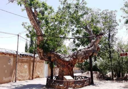 سمنان مهد درختان كهنسال تاریخی برای ثبت در فهرست ملی است