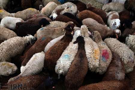 واردات گوسفند از هفته آینده آغاز می شود