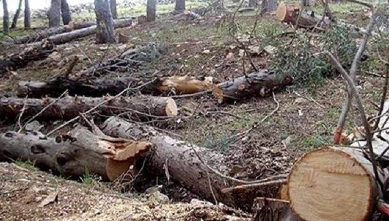 مقام قضایی: قطع درختان بدون مجوز جرم است