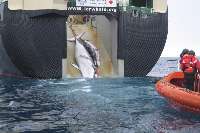 «شكار نهنگ»، بي توجهي ژاپن به انقراض گونه هاي دريايي