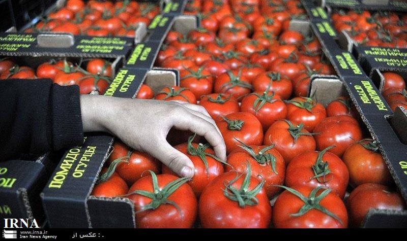 مجوز صادرات 15درصد گوجه فرنگی بزودی ابلاغ می شود