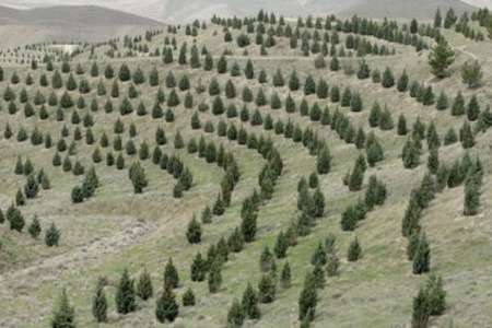 640 هكتار جنگل دست كاشت گچساران در دولت تدبیر و امید ایجاد شد