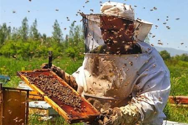 توليد عسل در آستارا 15درصد افزايش يافت توليد عسل در آستارا 15درصد افزايش يافت