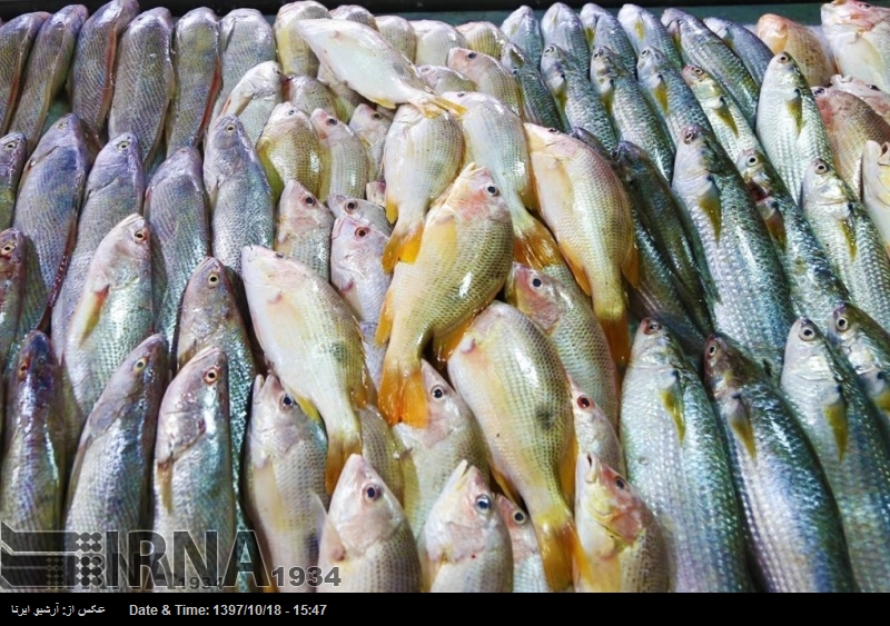 Экспорт иранских водных животных вырос на 24% Экспорт иранских водных животных вырос на 24%