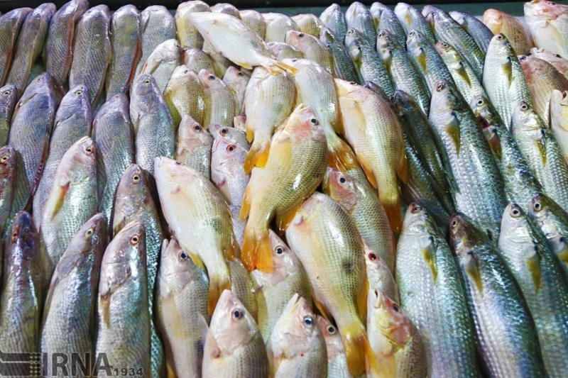 Iranian exports of aquaculture increases by 24% Iranian exports of aquaculture increases by 24%