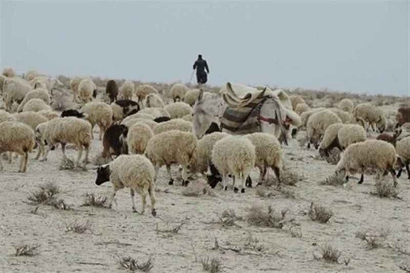 قاچاقچيان احشام در آذربايجان غربي 17.5ميليارد ريال جريمه شدند