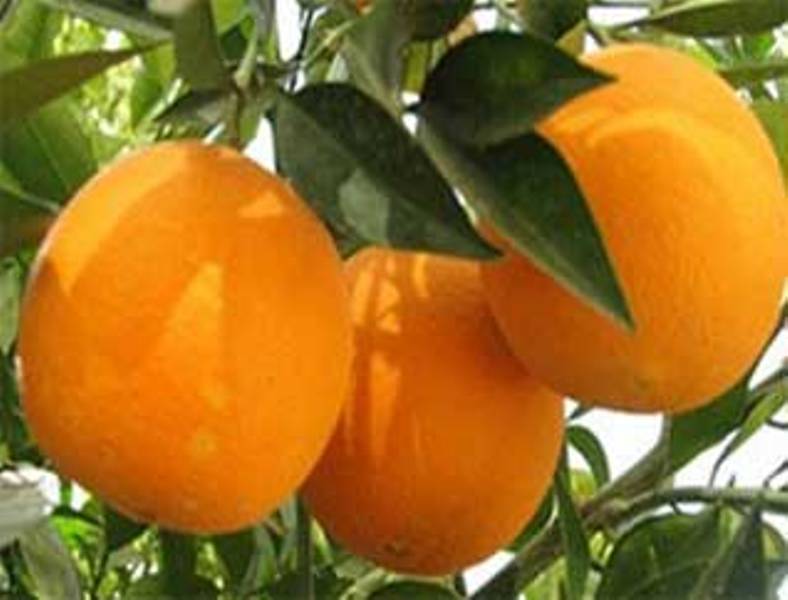 Golestan prov. exports 2,550 tons citrus Golestan prov. exports 2,550 tons citrus
