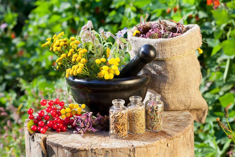 Export value of medicinal herbs at $300 million Export value of medicinal herbs at $300 million