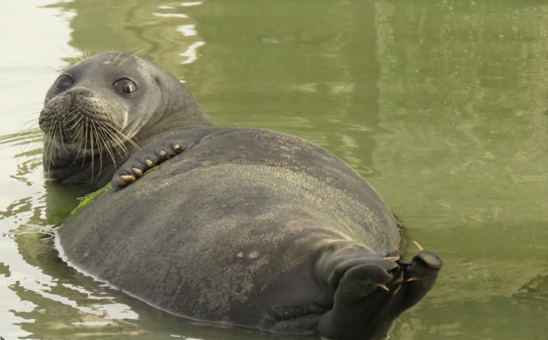 Iran has nat'l action plan to protect Caspian Sea seals Iran has nat'l action plan to protect Caspian Sea seals
