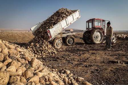 مطالبات چغندركاران آذربايجان غربي تا 15 اسفند پرداخت مي شود