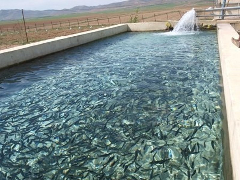 شوشتر از قطب هاي آبزي پروري خوزستان است شوشتر از قطب هاي آبزي پروري خوزستان است