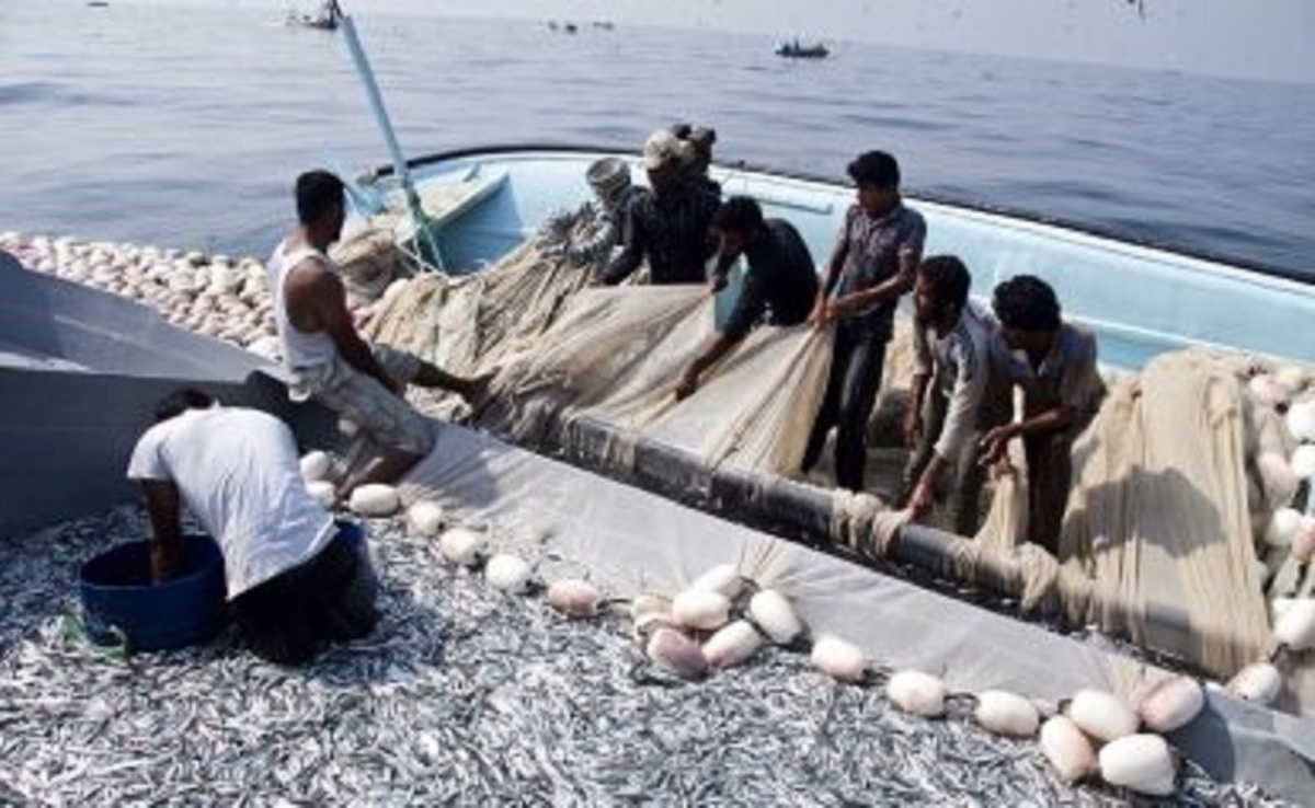 صيد ساردين ماهي در آبهاي جاسك 12درصد افزايش يافت