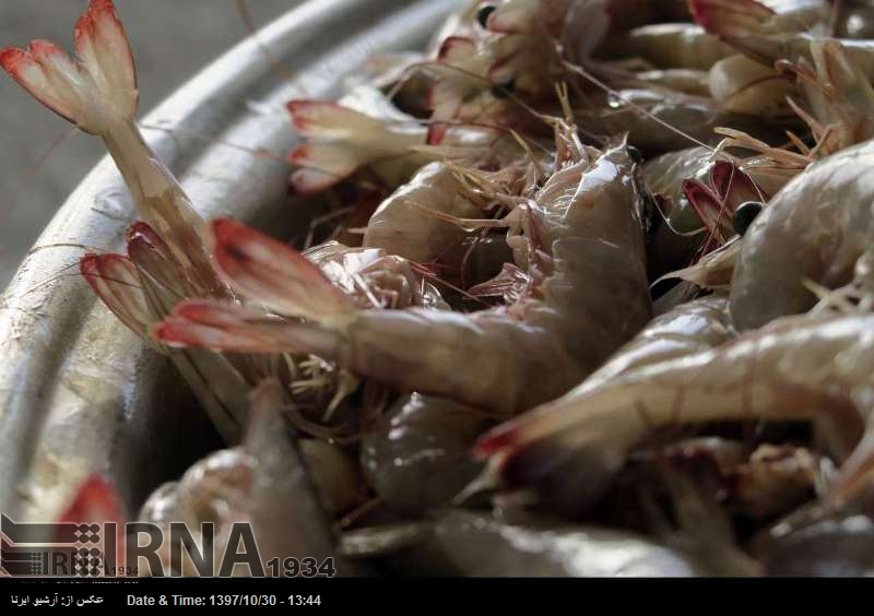ایران سے کیکڑے کی برآمدات 24 ہزار ٹن سے تجاوز کر گئیں ایران سے کیکڑے کی برآمدات 24 ہزار ٹن سے تجاوز کر گئیں