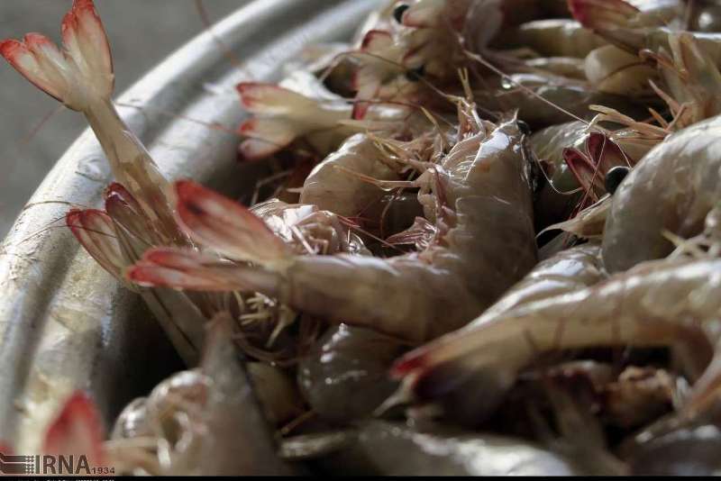 Iran's shrimp exports hit over 24,000 tons Iran's shrimp exports hit over 24,000 tons