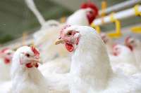 آنفلوانزاي پرندگان تهديدي جدي براي صنعت مرغداري