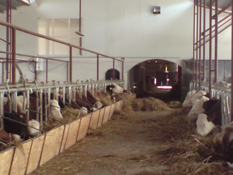 Iran to import 200,000 livestock from Romania Iran to import 200,000 livestock from Romania