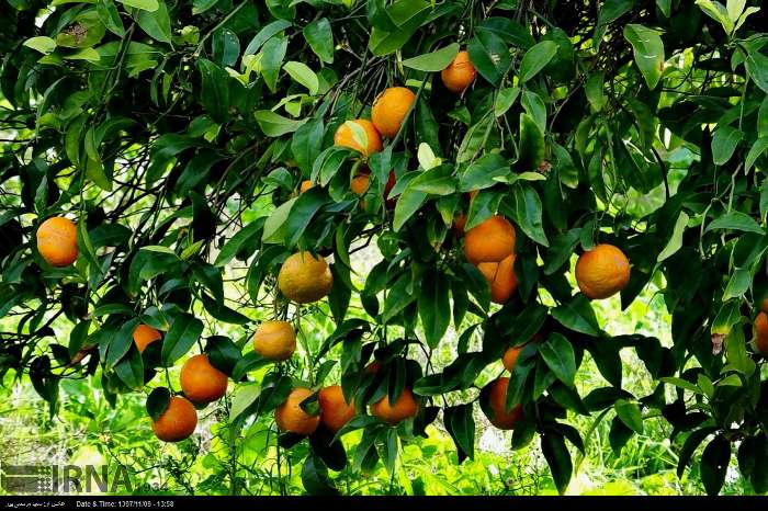 هشدار جهاد کشاورزی مازندران نسبت به کاشت نهال پرتقال تابستانه 