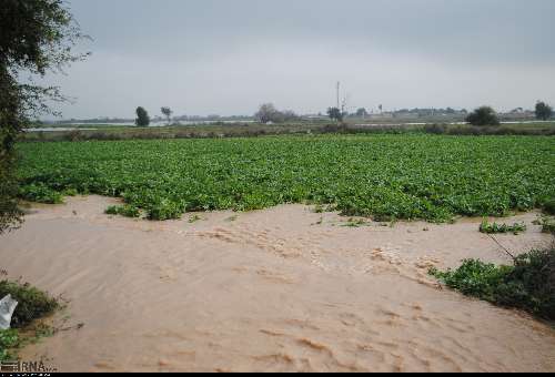 ۷۰ درصد خسارت بخش کشاورزی آذربایجان غربی مربوط به باغ‌هاست