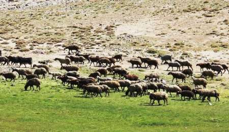 مرزبانان خراسان شمالي از خروج 1600 راس دام جلوگيري كردند