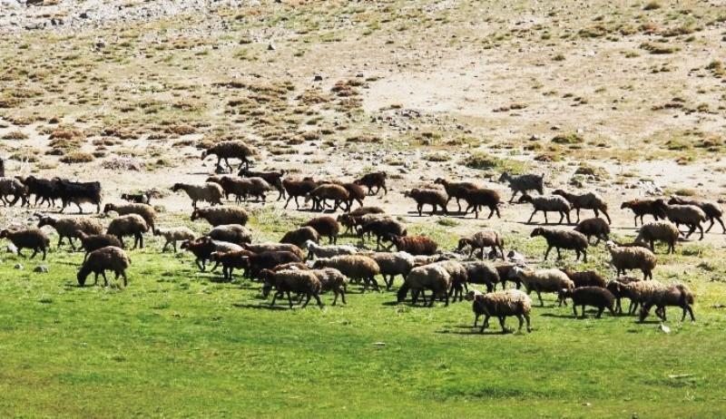 مرزبانان خراسان شمالي از خروج 1600 راس دام جلوگيري كردند