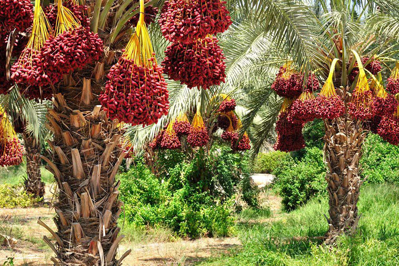 Iran dates production ups 18% in world in 10 yrs Iran dates production ups 18% in world in 10 yrs