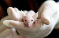 آینده روشن پیوند كلیه با آزمایش موفق رشد این ارگان در موش