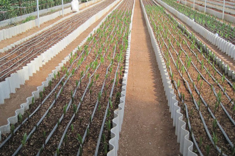 Iran plants center, Lebanese University to produce Lily varieties Iran plants center, Lebanese University to produce Lily varieties