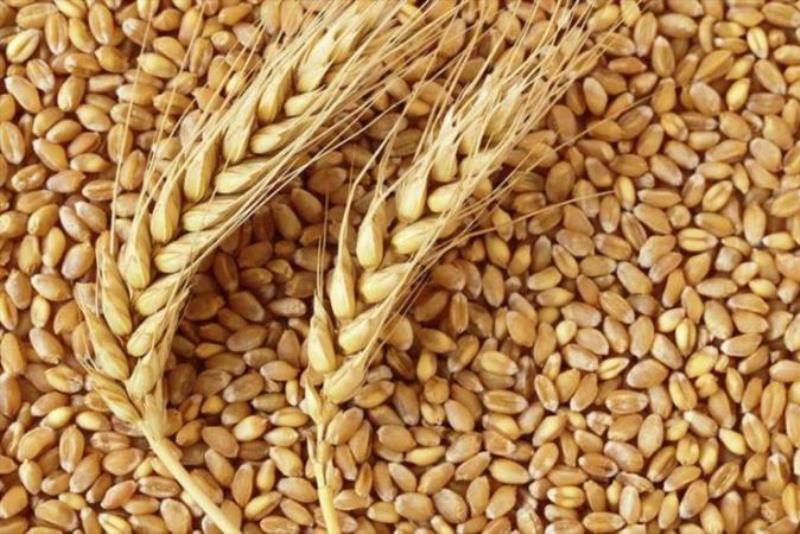 16 درصد بذر گندم اقلیم گرم كشور در دزفول تولید می شود