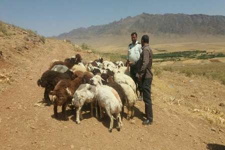 شبكه سارقان حرفه اي احشام در بوكان متلاشي شد