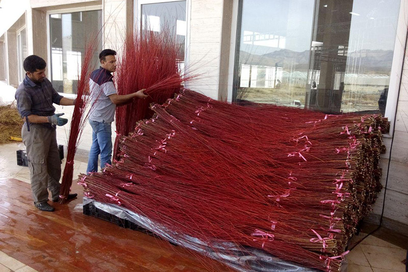 Red Willow exports generate $2.5 million wealth Red Willow exports generate $2.5 million wealth