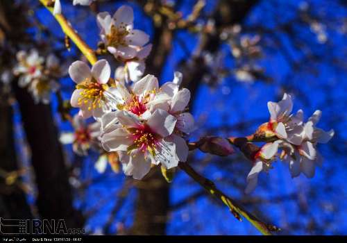 Mandelblüte statt Schnee im Westen vom Iran