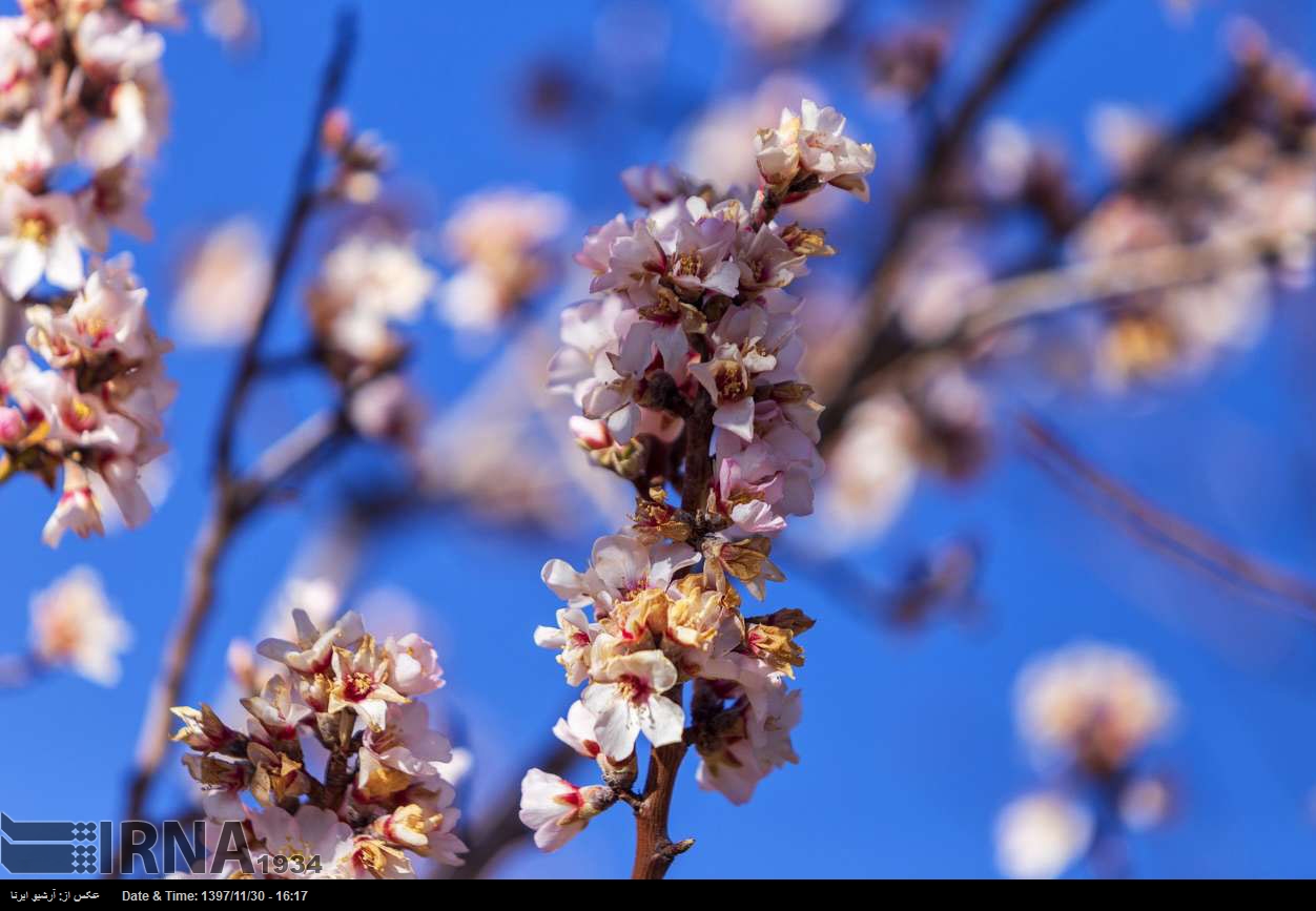 Mandelblüte statt Schnee im Westen vom Iran Mandelblüte statt Schnee im Westen vom Iran