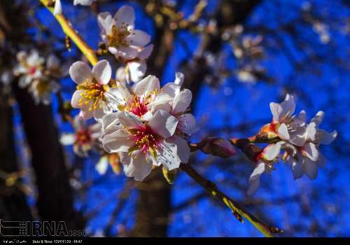 Floración de almendros en el suroeste de Irán