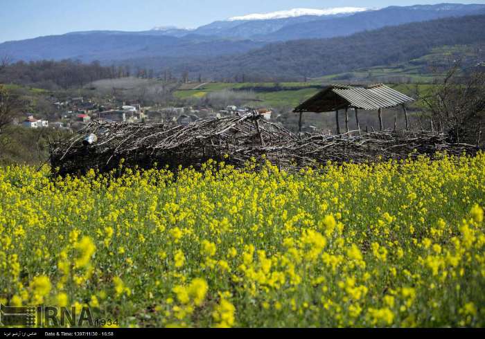 آغاز کشت پاییزه در ۱۸۰ هزار هکتار از کشتزارهای مازندران با دانه روغنی کلزا
