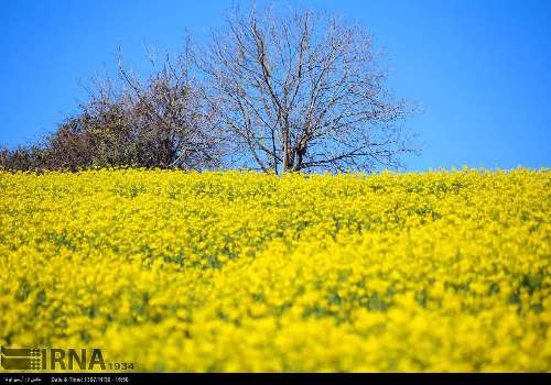 فعالیت ۱۷ مرکز خرید دانه‌های روغنی کلزا در مازندران/ کلزاکاران به هیچ عنوان برنج نکارند  