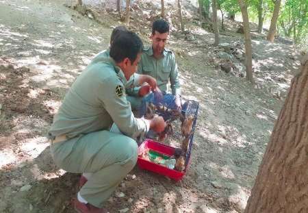 650 پستاندار و پرنده در كردستان رها سازی شد