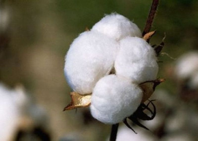 Iran self-sufficient in cottonseed production: Expert Iran self-sufficient in cottonseed production: Expert