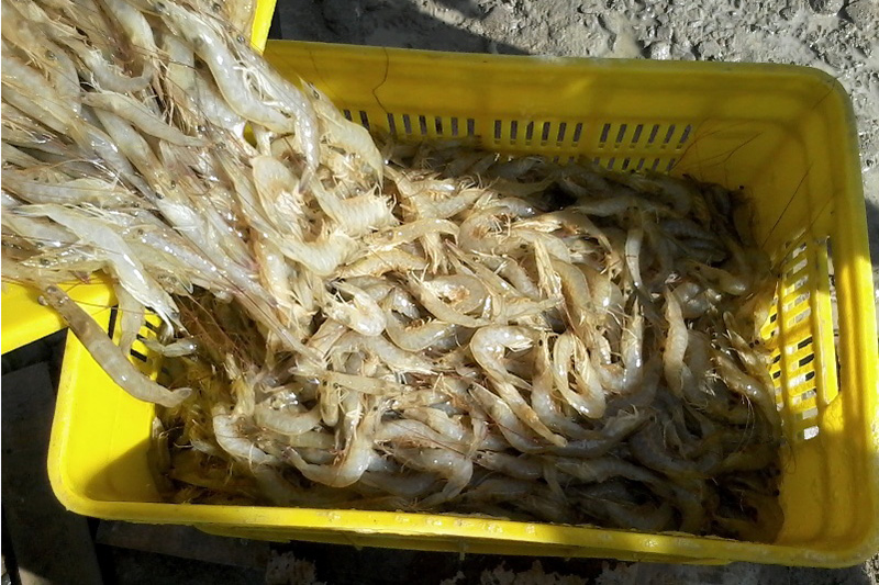 Iran produces 46,000 tons of shrimps this year Iran produces 46,000 tons of shrimps this year