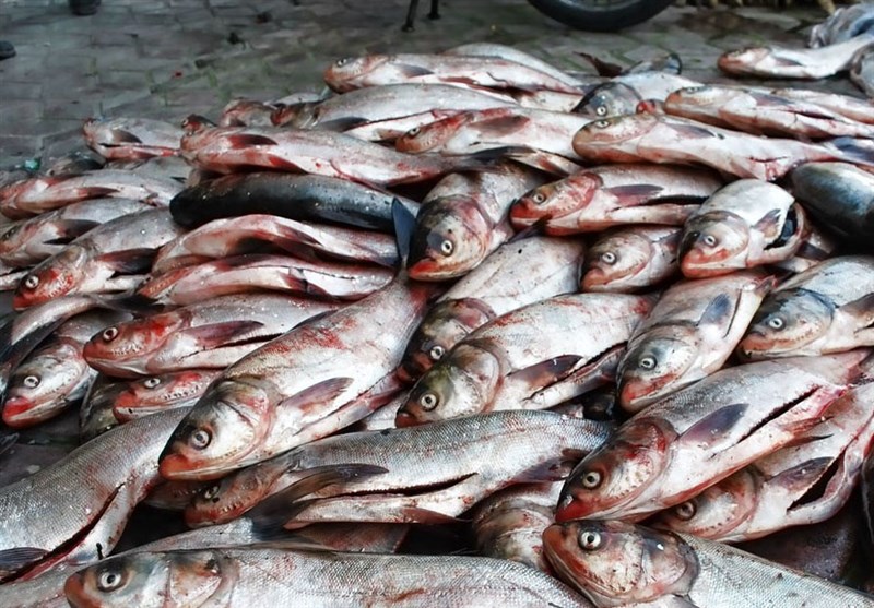 Iran aquatic animal production grows forty times in four decades Iran aquatic animal production grows forty times in four decades